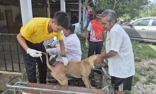 ปศุสัตว์อำเภอมะนัง ร่วมโครงการสัตว์ปลอดโรค คนปลอดภัย จากโรคพิษสุนัขบ้า