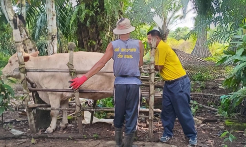 บริการผสมเทียมโคแก่เกษตรกร พร้อมติดตามลูกโคเกิดใหม่