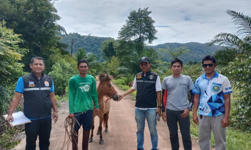 ดำเนินการสร้างสถานภาพปลอดโรคโลหิตจางติดต่อในม้า