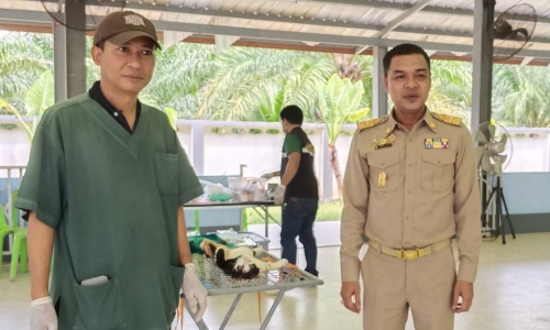 บริการผ่าตัดทำหมัน โครงการสัตว์ปลอดโรค คนปลอดภัยจากโรคพิษสุนัขบ้า